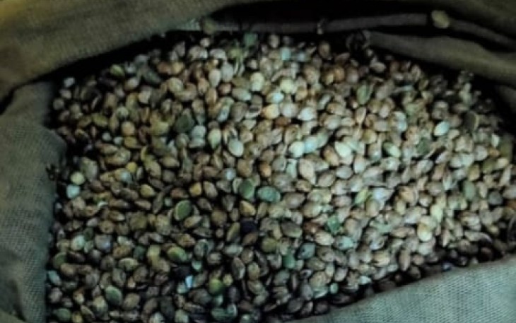 Barang bukti biji ganja yang diamankan petugas.