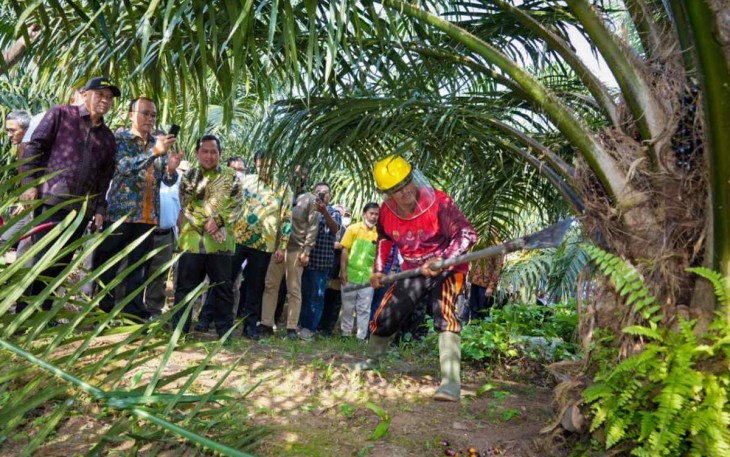 MenkopUKM Teten saat melihat langsung proses pengambilan buah sawit
