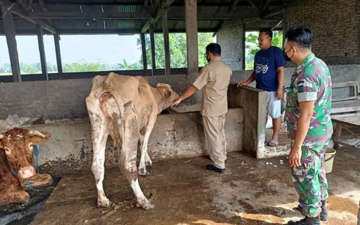 Sertu Agus pantau kesehatan ternak warga binaan