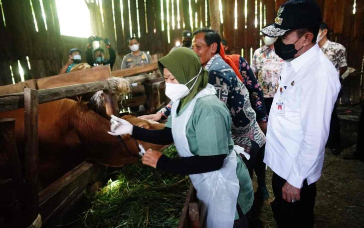 Bupati Pati tinjau langsung vaksinasi untuk hewan ternak