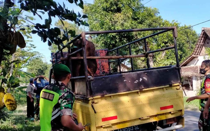 Pemeriksaan hewan ternak di perbatasan Madiun