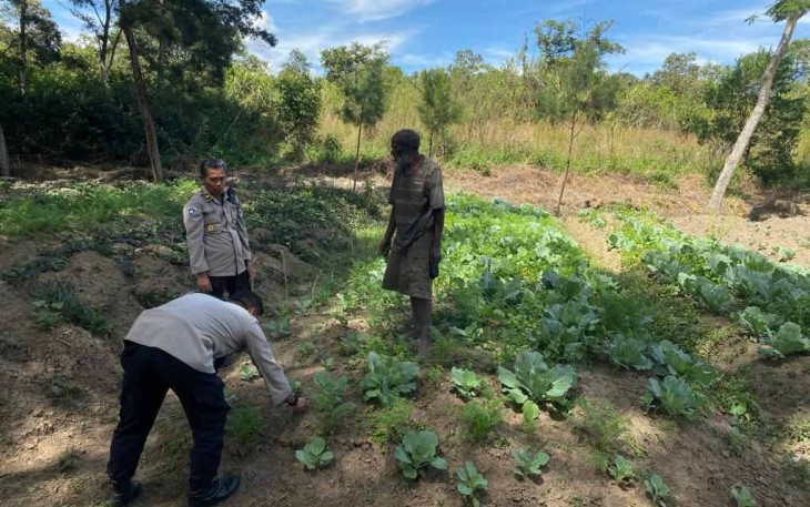 Pengecekan lahan pertanian sayur mayur di kampung Parema