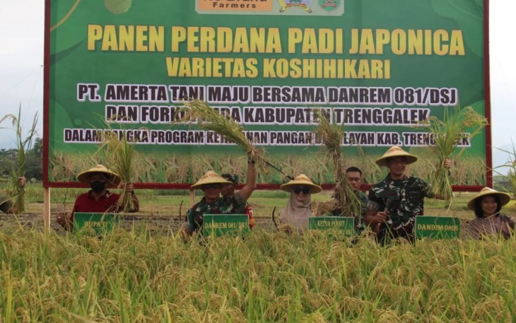 Panen raya padi Japonica di Trenggalek 