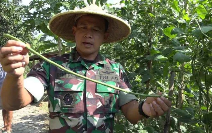 Kolonel Inf Deni saat memetik kacang panjang