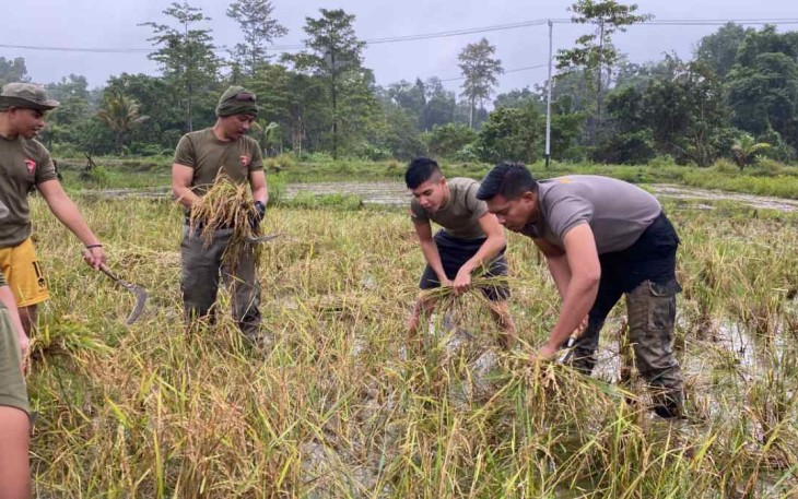 Keberhasilan program Kasuari saat panen raya padi 