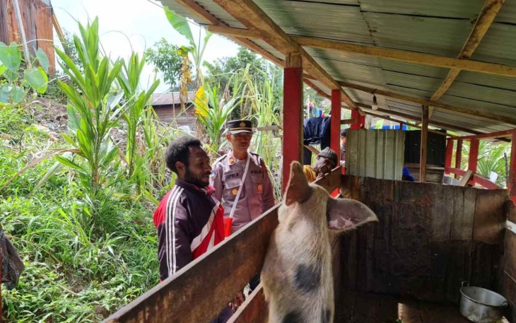 Pengecekan rutin spot ternak babi warga binaan program Kasuari Satgas Damai Cartenz 