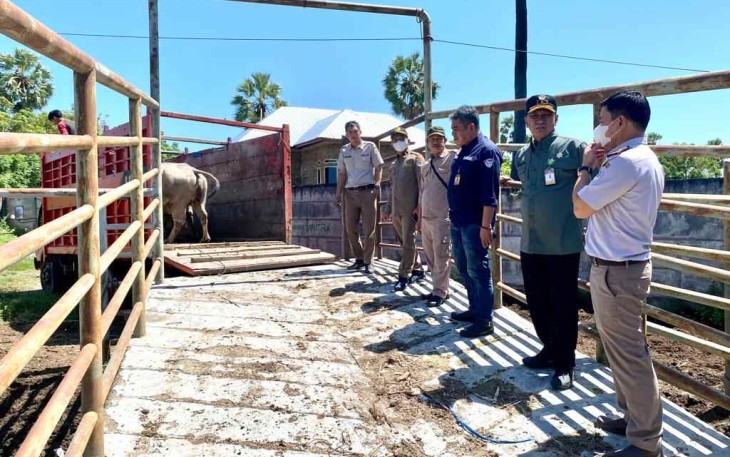 Pengawasan lalu lintas ternak di Jeneponto 