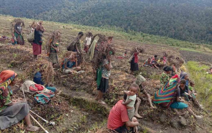 Masyarakat Lanny Jaya saat mengolah lahan pertaniannya 