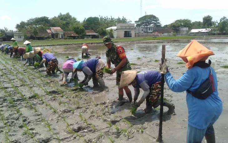 Danramil 11/Widodaren saat tanam padi bibit unggul Japonica