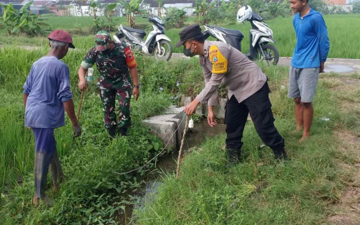 Bersama warga pasang jebakan tikus di sawah