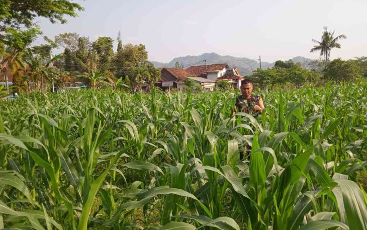 Perawatan intensif tanaman jagung Kodim 0801/Pacitan 