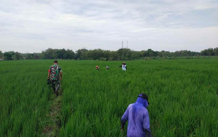 Serda Edi bantu menyiangi rumput tanaman padi warga binaan 
