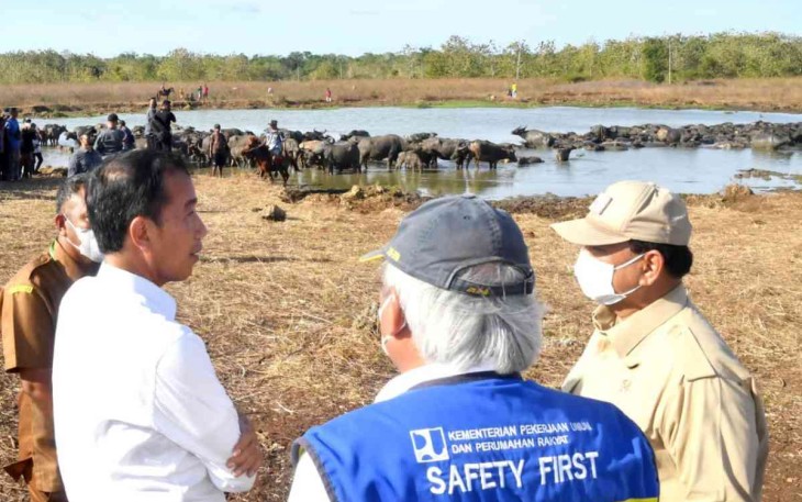 Presiden Joko Widodo saat meninjau ternak kerbau di pulau Moa