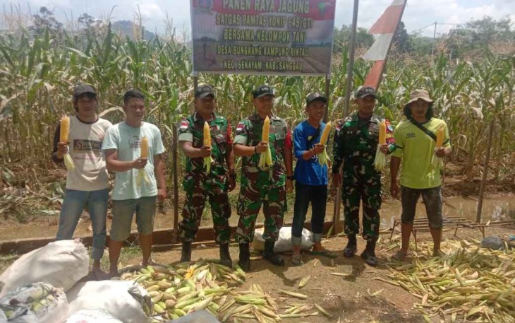 Panen raya jagung di perbatasan 