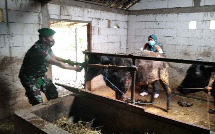 Kopda Ilham dampingi vaksinasi PMK ternak warga binaan 