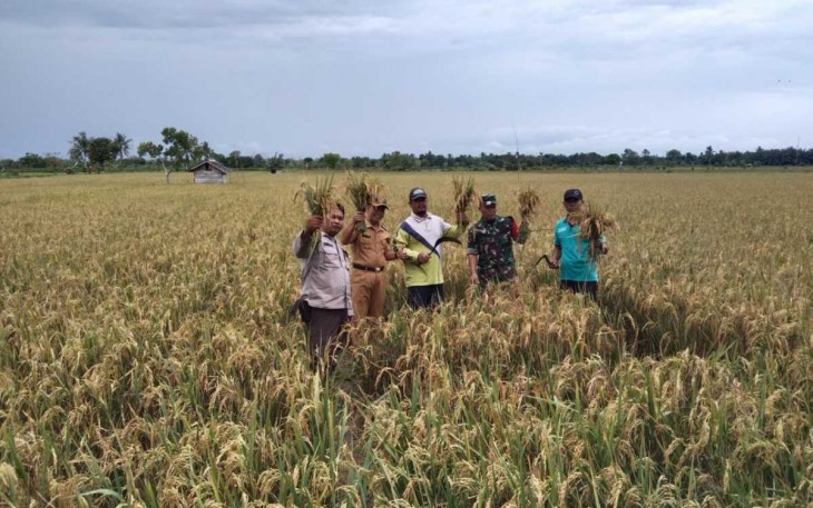 Panen raya demplot padi