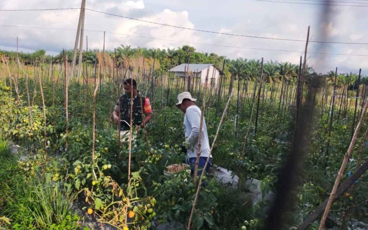 Panen tomat petani wilayah binaan