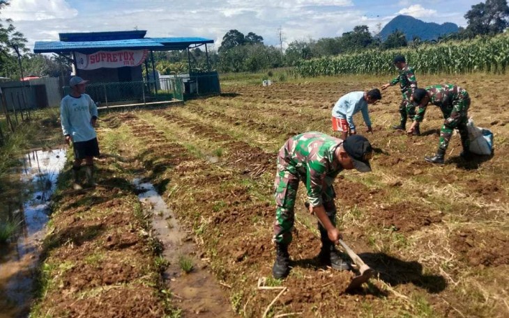 Pengolahan lahan Jagung di perbatasan 