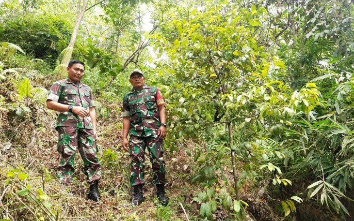 Dandim 0311/Pessel Letkol Inf Sunardi saat meninjau tanaman Pala Babinsa Serda Yendrizal di Nagari Koto Nan Tigo. Selasa (27/12) 