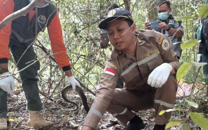Pelepasliaran reptil di taman nasional Wasul Merauke