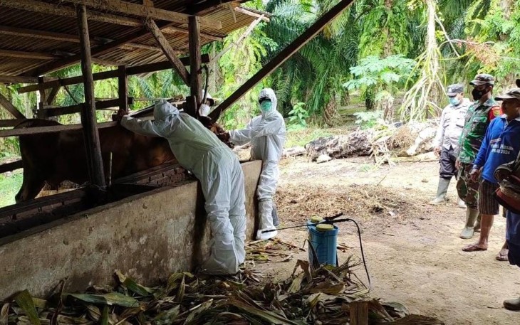 Dinas Peternakan Seluma dan Bhabinkamtibmas saat Lakukan Vaksinasi dan Penyemprotan Disinfektan