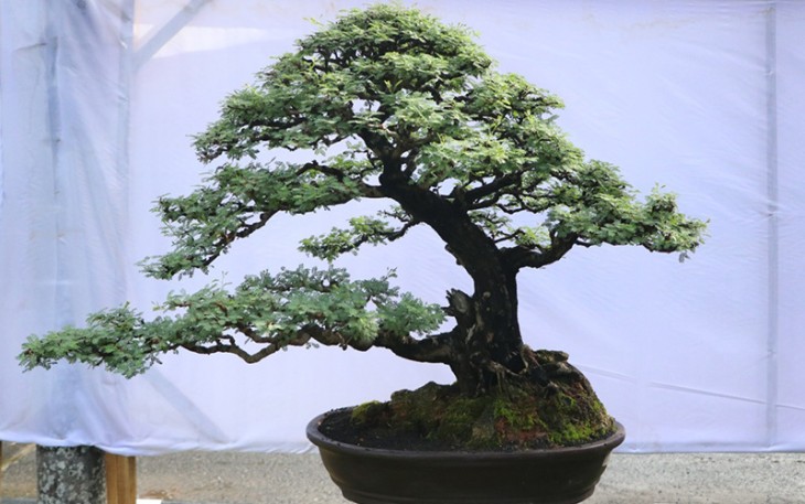 Salah satu bonsai yang di pamerkan dalam kontes 