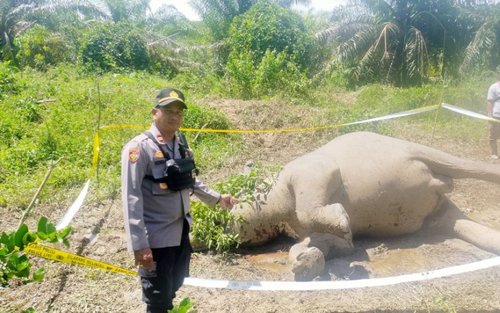 Polisi saat mengamankan arean ditemukannya gajah mati