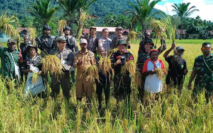 Satgas Pamtas Yonif 126/KC Bantu Warga Panen Padi