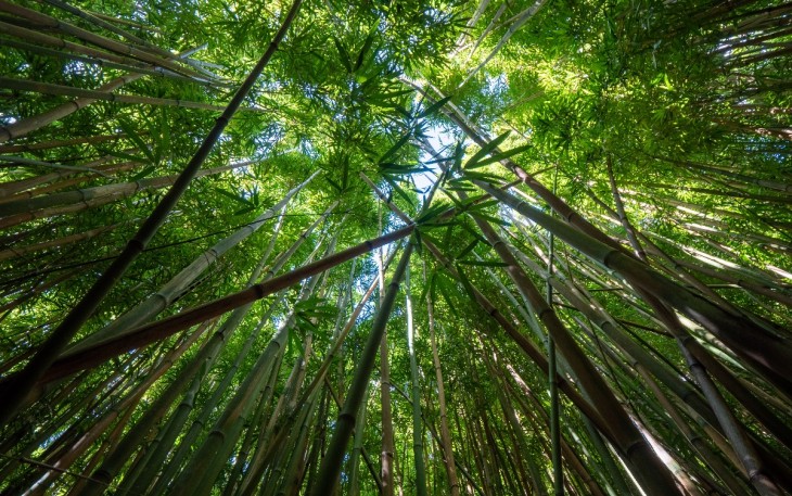 Tanaman Bambu (Foto: pexels.com) 