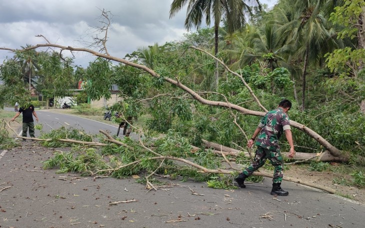 Koramil 0806/11 Panggul dan Instansi Terkiat Gelar Penanganan Bahaya Pohon Akasia