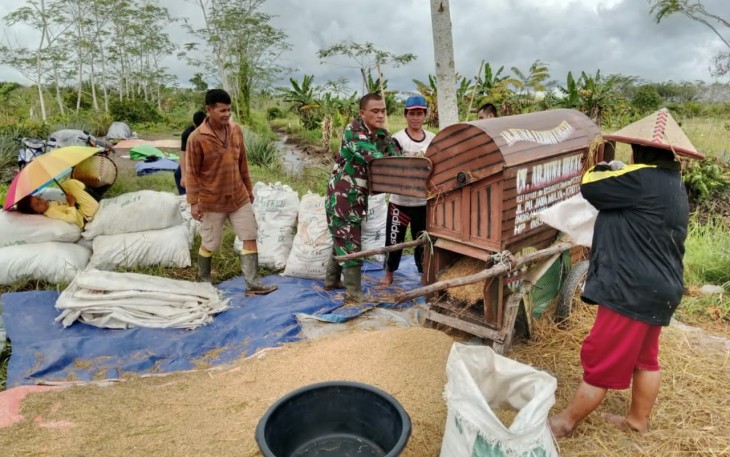 Babinsa tak segan ke sawah rontokkan padi bersama masyarakat