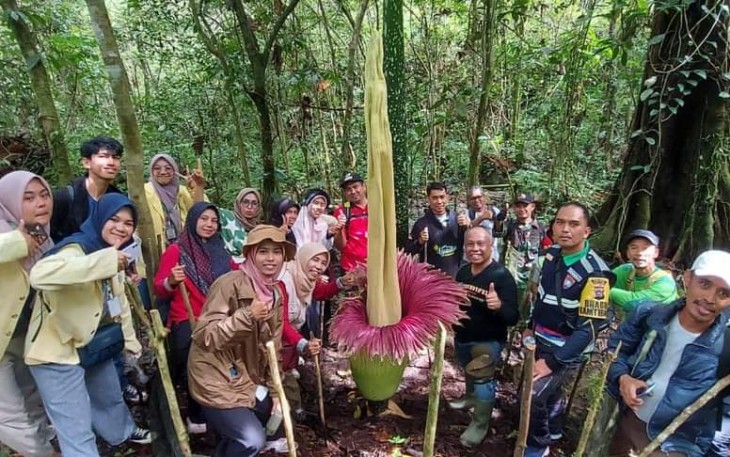 Amorphopallus titanum kembali tumbuh di Kota Padang Panjang.