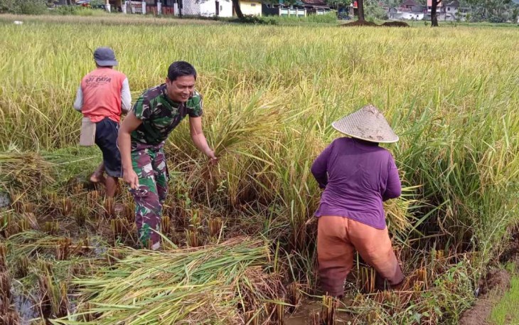 Dampingi warga binaan panen padi