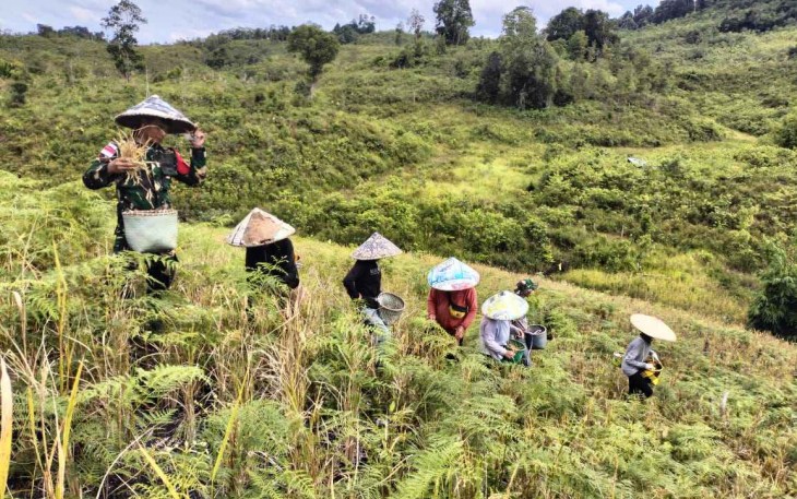 Panen raya padi di perbatasan 