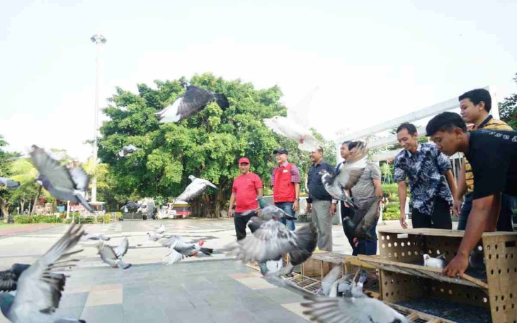Penggemar merpati melepas merpati pos di alun-alun Pati