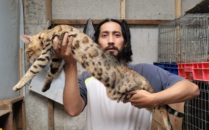 Dian, saat tengah menunjukkan kucing bengal kesayangannya bernama Simba, Minggu (9/4)