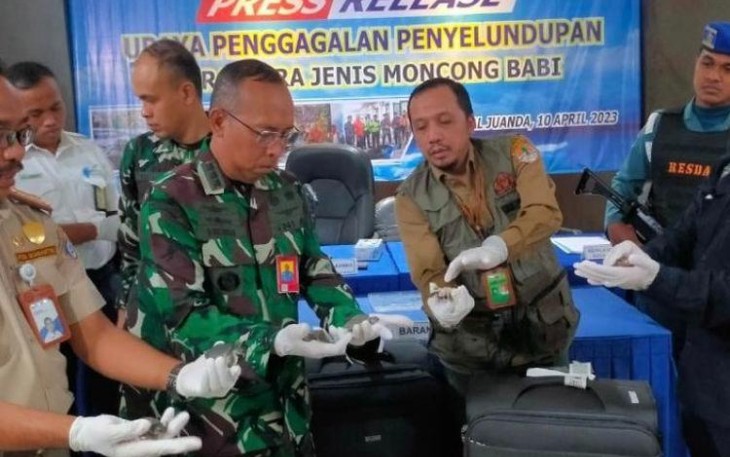 Penyelundupan moncong babi di bandara Juanda Surabaya 
