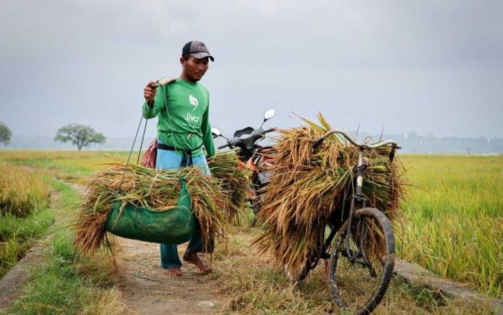 Petani padi di desa Senori Kecamatan Merakurak, Tuban Jawa Timur 