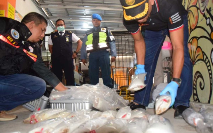 Barang bukti penyelundupan benih Lobster di bandara Juanda Surabaya 
