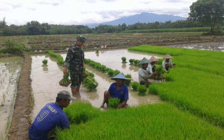 Pendampingan tanam bibit padi warga desa binaan