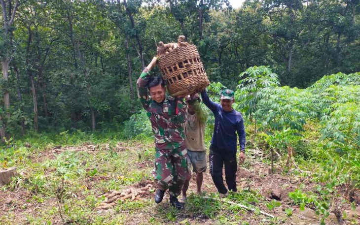 Serda Eko Ariyanto bantu panen singkong warga wilayah binaan, Kamis (28/9)