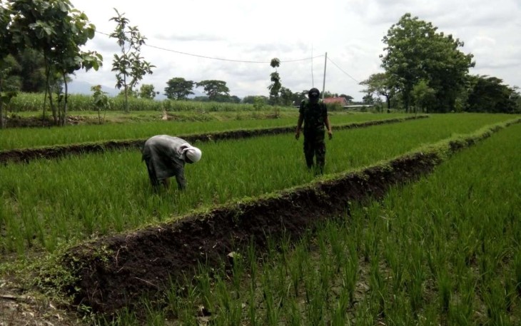 Bantu penyiangan tanaman padi warga desa binaan