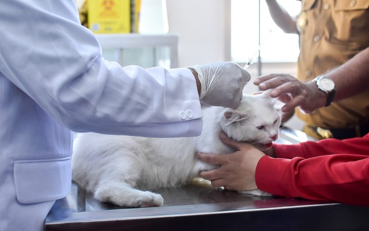 Seekor kucing sedang divaksinasi anti rabies dalam rangka menyambut World Rabies Day, Senin (16/10/2023)