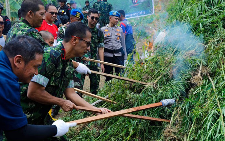 Pemusnahan ladang ganja, di Lhokseumawe, Provinsi Aceh, pada Rabu, 8 Maret 2023.