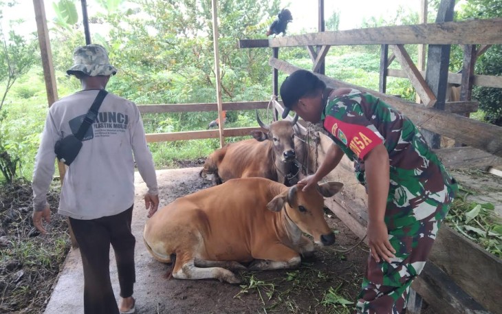 Babinsa Mapurujaya saat Beri Motivasi ke Peternak Sapi