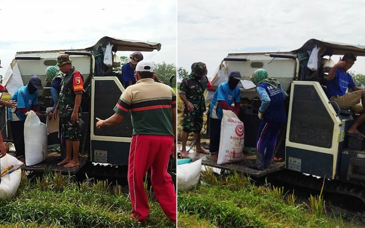 Babinsa Serda Zainul Anwar saat Lakukan Pendampingan Panen Padi