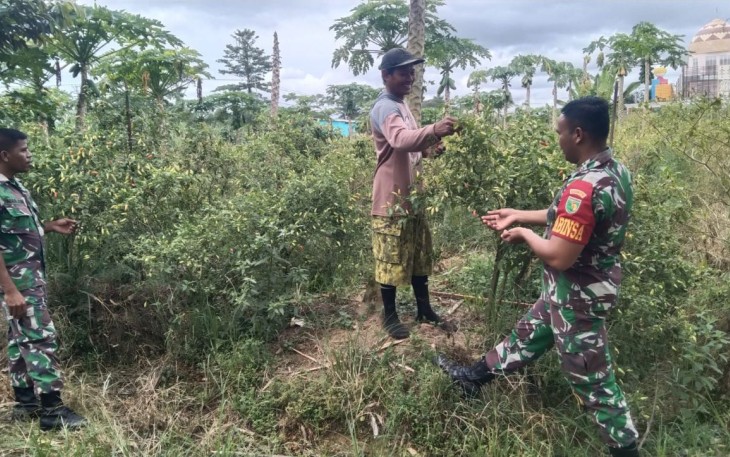 Babinsa Koramil 1710-02/Timika Secara Intensif Dampingi Para Petani Binaan