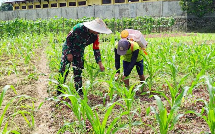 Babinsa Koramil 1710-02/Timika saat Dampingi Petani di Wilayah Binaan