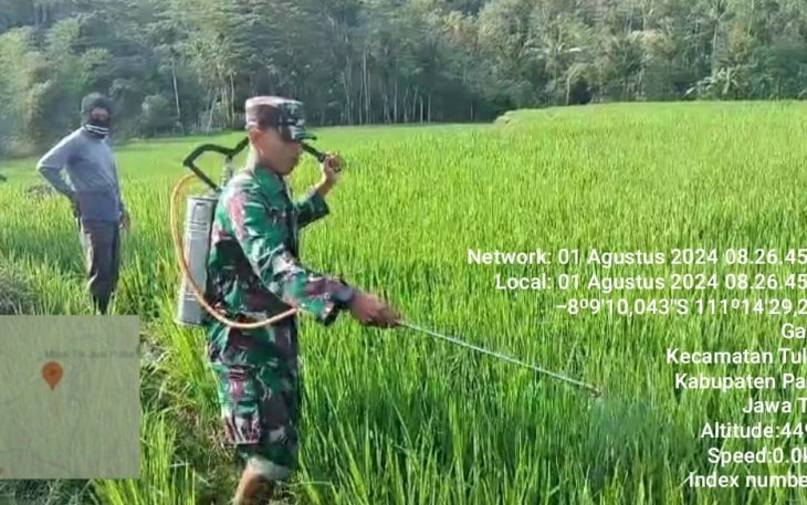 Babinsa 0801/08 Tulakan Bantu Petani Penyemprotam Hama