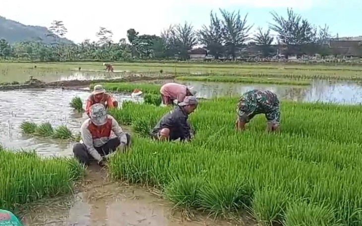 Babinsa Koramil 0801/07 Ngadirojo Bantu Petani Cabut Bibit Padi Siap Tanam